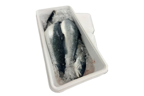 Norwegian salmon 5-6 kg per EPS box +/- 22 kg
