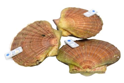 Coquilles Frans in schaal 3/4