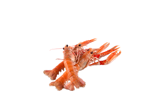 Langoustines 8/12 box 1kg Frozen