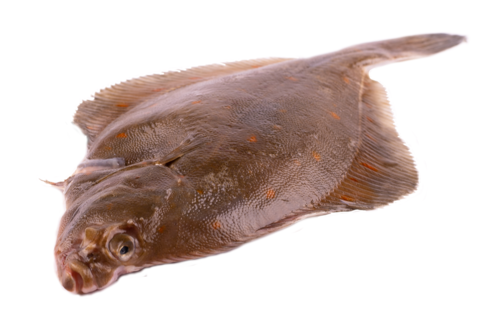 MSC Plaice 600 g+