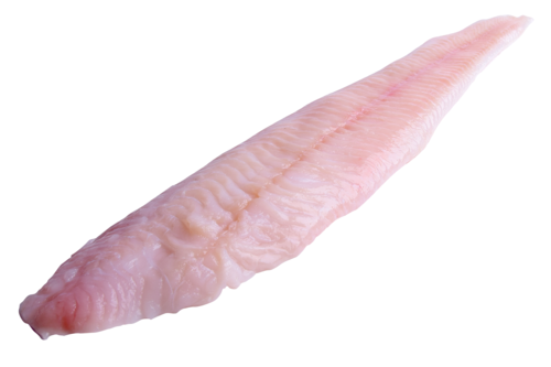 MSC Wolffish fillet 