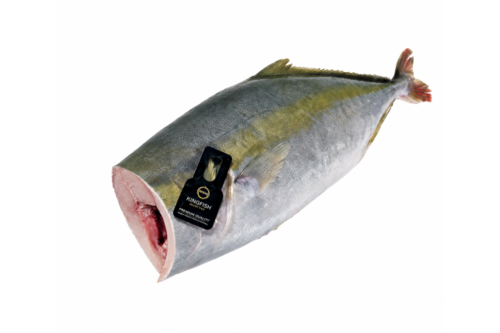 Yellowtail Kingfish Hollands zonder kop uit 1-2 kg