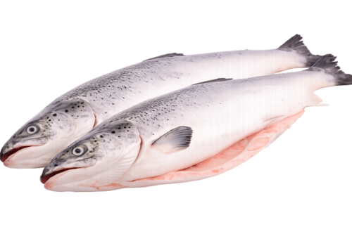 per 2 stuks Zalm Noors 5-8 kg Kelly Deli