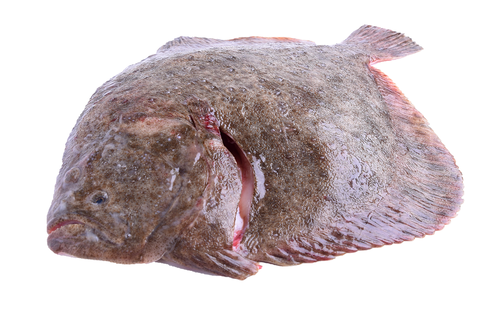 Turbot 600-1000gr. 