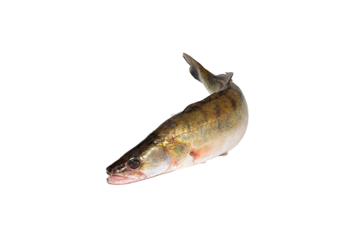 Pikeperch wild gutted and scales off from 2kg+