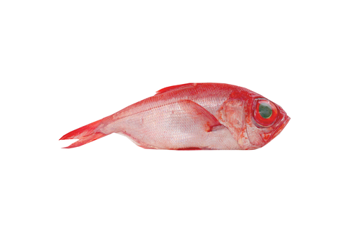 Alfonsino