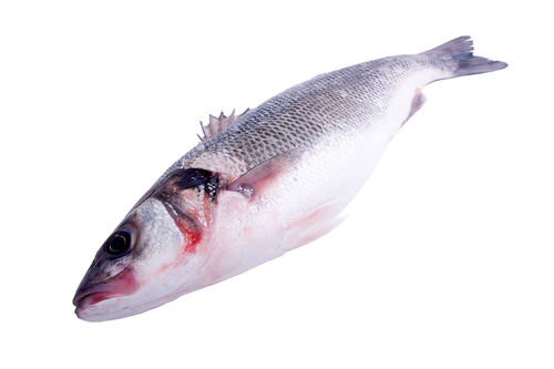 Seabass wild 1-2kg scales off 