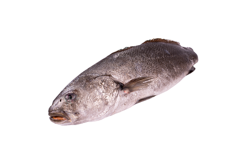 Corvina scales off 2kg+ ASC 