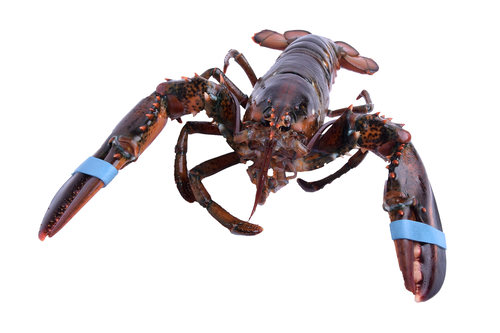 Lobster canner St. Mary's Bay