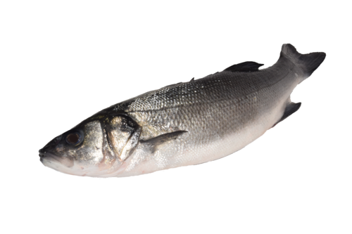 Farmed seabass 3-4 Kg