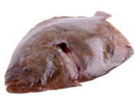 Brill 1-2kg