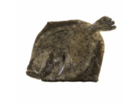Turbot 3-4kg (farmed)