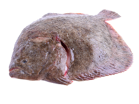 Turbot 3-4kg 